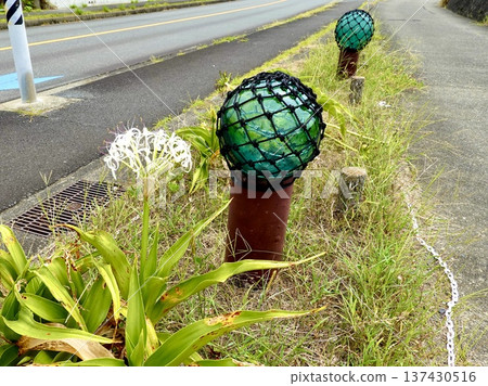 伊勢志摩，瓶子之路，羈絆之光紀念碑附近盛開的文殊蘭，三重縣志摩市濱島町 137430516