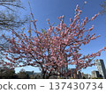 Sakura that shines in the blue sky 137430734