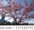 Kawazu cherry blossom 137430735