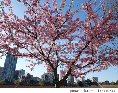 Kawazu cherry blossom Kawazu cherry blossom 137430735