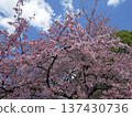 Cherry blossoms in full bloom shining in the blue sky 137430736