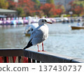 A seagull looking at the pond 137430737