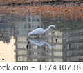 Heron searching for food in a pond 137430738