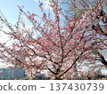 Kawazu cherry blossoms in February 137430739