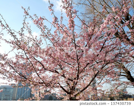 Kawazu cherry blossoms in February Kawazu cherry blossoms in February 137430739