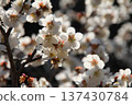 Plum blossoms in full bloom 137430784