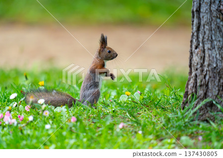 A Hokkaido squirrel moving around on the grass in the park A Hokkaido squirrel moving around on the grass in the park 137430805
