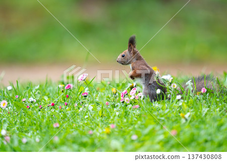 A Hokkaido squirrel moving around on the grass in the park 137430808