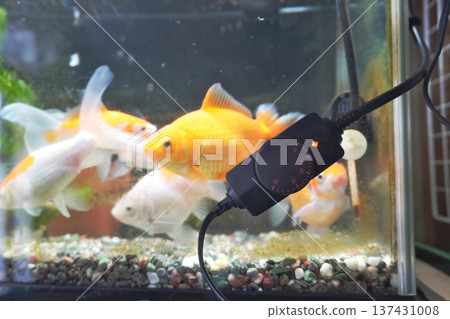 金魚缸加熱器 02 金魚缸加熱器 02 137431008