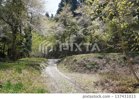 山路上的櫻花 01 山路上的櫻花 01 137431013