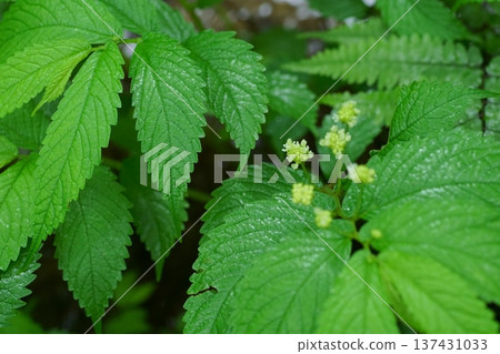 Arctium gracilis after the rain Arctium gracilis after the rain 137431033
