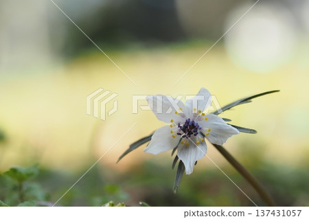 Spring fairy, Setsubunsou Spring fairy, Setsubunsou 137431057