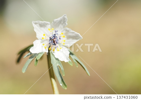 Spring fairy, Setsubunsou Spring fairy, Setsubunsou 137431060