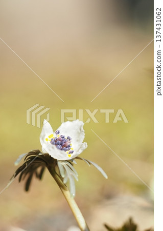 Spring fairy, Setsubunsou 137431062