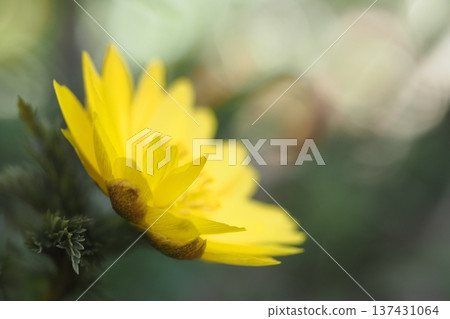 Fukujuu的花 137431064
