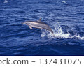 跳躍的寬吻海豚 137431075