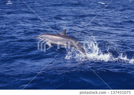 跳躍的寬吻海豚 137431075