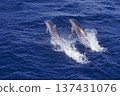 兩隻跳躍的寬吻海豚 137431076