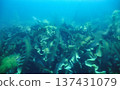 茂盛的海帶 137431079