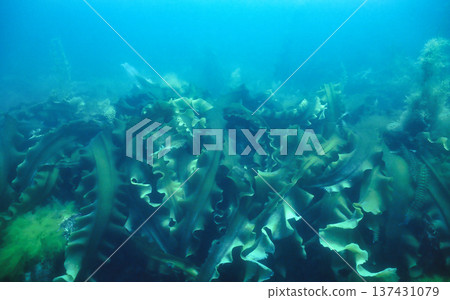 Lush kelp Lush kelp 137431079