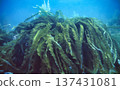 茂盛的狹長海帶 137431081