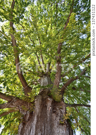 I look up to Metasequoia 137431122