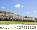Row of cherry trees 137431129