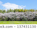 Row of cherry trees 137431130