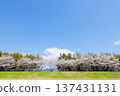 Row of cherry trees 137431131