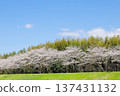 Row of cherry trees 137431132