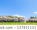 Row of cherry trees 137431133