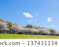 Row of cherry trees 137431134