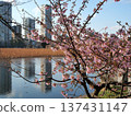 Cherry blossoms, a pond, and a building 137431147