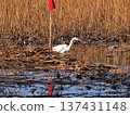 White egret in a dried-up lotus pond 137431148
