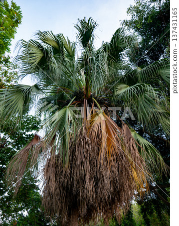 Palm Tree Looking Up: Tropical Foliage Green Leaves Sky Perspective Angle Nature Outdoor Background 137431165