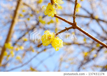 枝條末端的繡線菊花朵 137431174