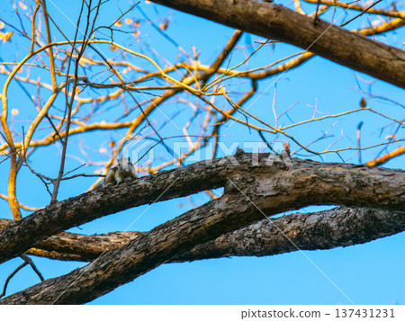 Squirrel on Pradoo Tree Branch in Golden Hour Light Against Blue Sky Squirrel on Pradoo Tree Branch in Golden Hour Light Against Blue Sky 137431231