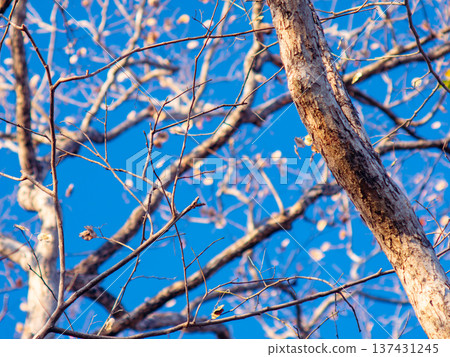 Bare Pradoo Tree Branches with Dried Samara Seed Pods Against Clear Blue Sky Bare Pradoo Tree Branches with Dried Samara Seed Pods Against Clear Blue Sky 137431245