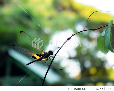 Yellow and Black Striped Dragonfly on Branch in Natural Habitat Yellow and Black Striped Dragonfly on Branch in Natural Habitat 137431248