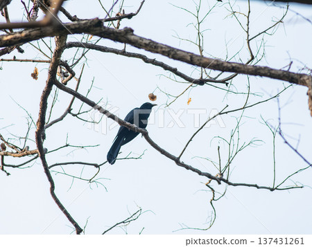 Black Drongo Bird Silhouette Perched on Bare Branch Against Sky - Minimalist Wildlife Nature Photography Black Drongo Bird Silhouette Perched on Bare Branch Against Sky - Minimalist Wildlife Nature Photography 137431261