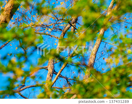 View Through Blurred Green Foliage to Pradoo Tree Branches Against Blue Sky View Through Blurred Green Foliage to Pradoo Tree Branches Against Blue Sky 137431289