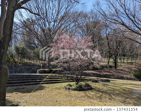 豐丘北公園,紅白梅花正值盛開。 豐丘北公園,紅白梅花正值盛開。 137431354