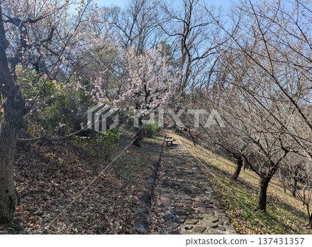 Kaidoriyama Green Space(多摩梅花名勝) Kaidoriyama Green Space(多摩梅花名勝) 137431357