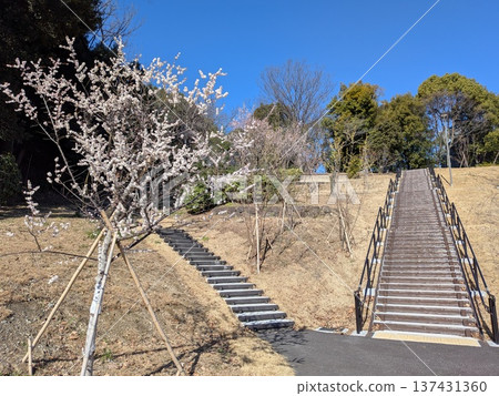 Plum Village in Tama Central Park Plum Village in Tama Central Park 137431360