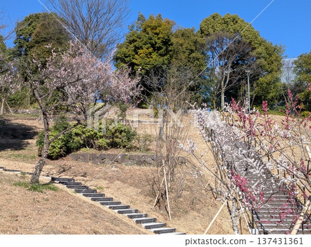 Plum Village in Tama Central Park 137431361