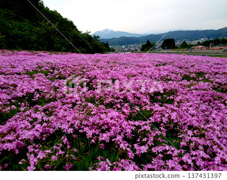 Photographed with the moss phlox in full bloom and the Echigo Sanzan mountains in the background Photographed with the moss phlox in full bloom and the Echigo Sanzan mountains in the background 137431397