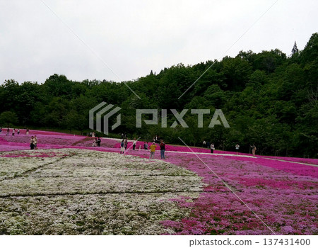 A spot where you can see moss pinks from the Kanetsu Expressway in Echigo Horinouchi A spot where you can see moss pinks from the Kanetsu Expressway in Echigo Horinouchi 137431400