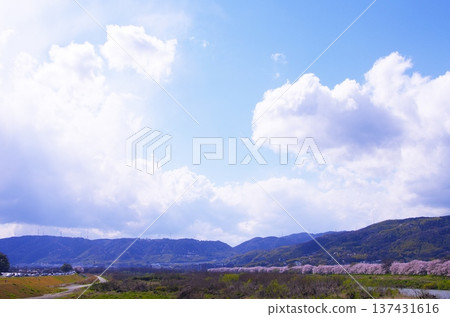 Spring Japanese scenery with rows of cherry blossom trees, a river, blue sky and clouds 137431616