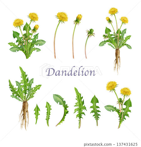 Dandelion plant elements, root, leaves, flowers watercolor illustration set. Hand drawn botanical wildflower illustration. Dandelion medicinal herb element collection on white background Dandelion plant elements, root, leaves, flowers watercolor illustration set. Hand drawn botanical wildflower illustration. Dandelion medicinal herb element collection on white background 137431625