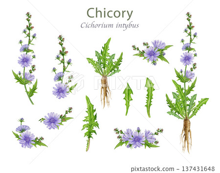 Hand drawn chicory plant, flowers, leaves and roots watercolor illustration set. Cichorium intybus medicinal wildflower vintage style botanical element collection isolated on white background 137431648